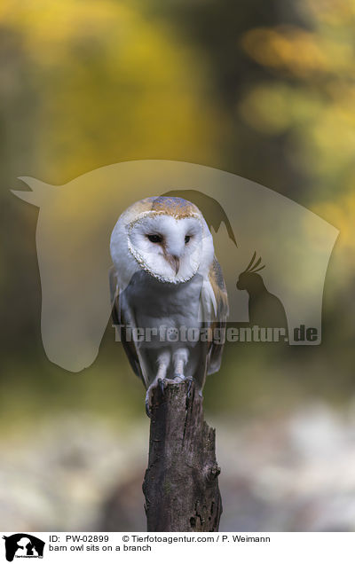 barn owl sits on a branch / PW-02899