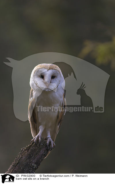 barn owl sits on a branch / PW-02900
