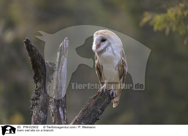 Schleiereule sitzt auf einem Ast / barn owl sits on a branch / PW-02902