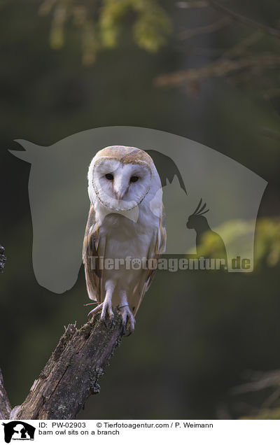 barn owl sits on a branch / PW-02903