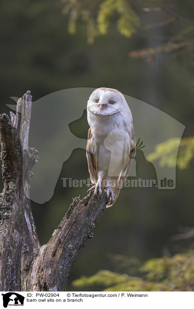 barn owl sits on a branch / PW-02904