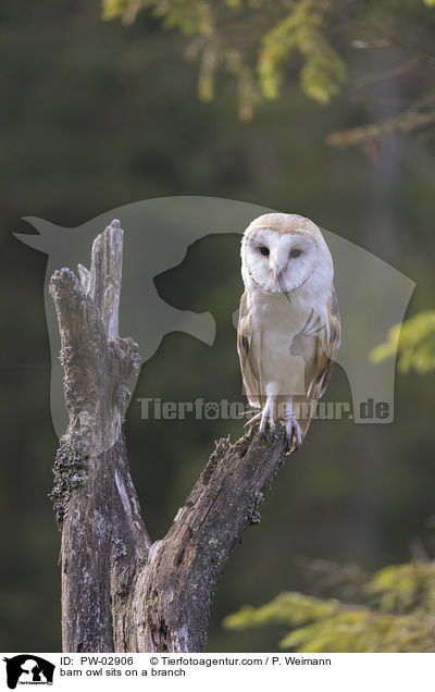 barn owl sits on a branch / PW-02906