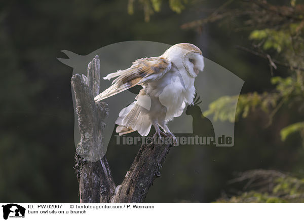 barn owl sits on a branch / PW-02907
