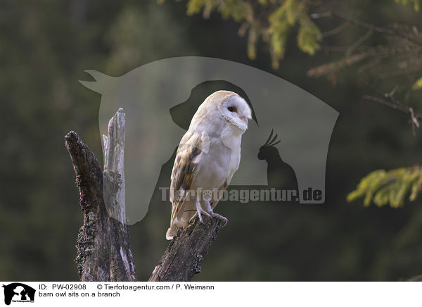 barn owl sits on a branch / PW-02908