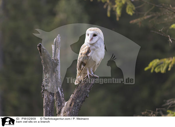 barn owl sits on a branch / PW-02909