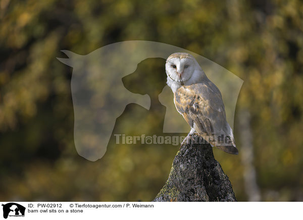 Schleiereule sitzt auf einem Stein / barn owl sits on a stone / PW-02912