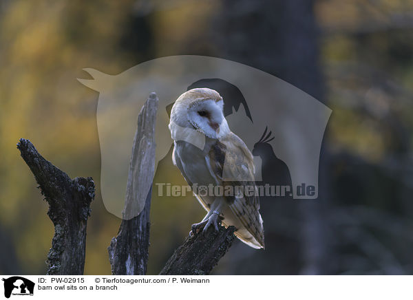 barn owl sits on a branch / PW-02915