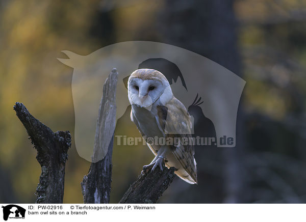 Schleiereule sitzt auf einem Ast / barn owl sits on a branch / PW-02916
