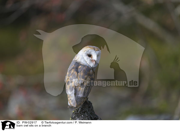 barn owl sits on a branch / PW-02917