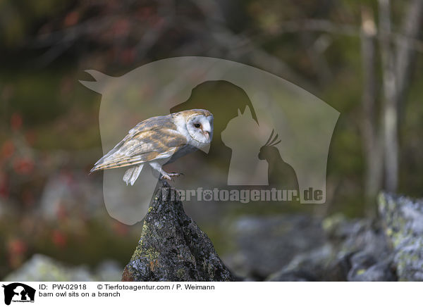 barn owl sits on a branch / PW-02918