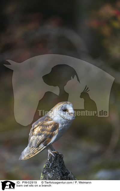 barn owl sits on a branch / PW-02919