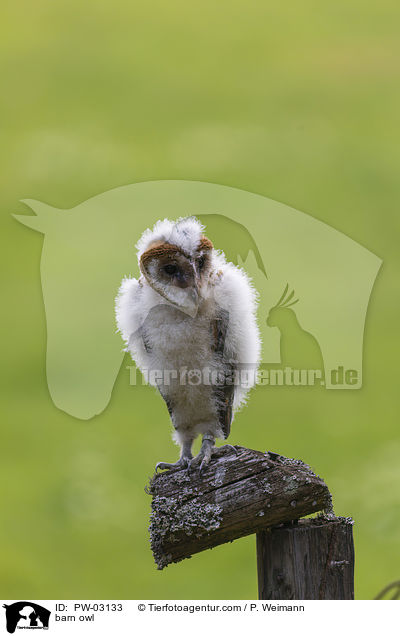 barn owl / PW-03133