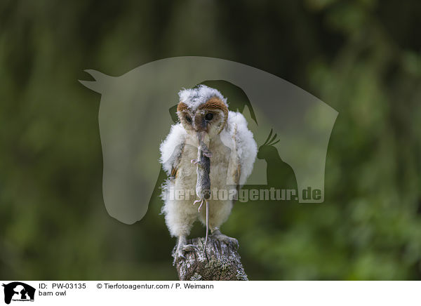 Schleiereule / barn owl / PW-03135