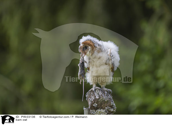 Schleiereule / barn owl / PW-03136