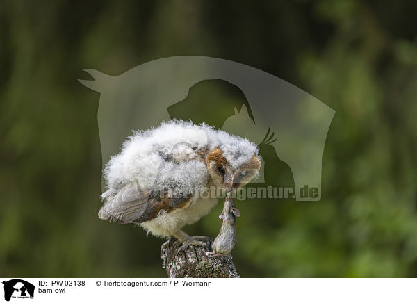barn owl / PW-03138