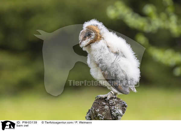barn owl / PW-03139