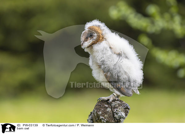 Schleiereule / barn owl / PW-03139