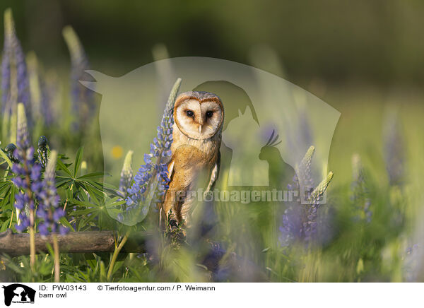 barn owl / PW-03143