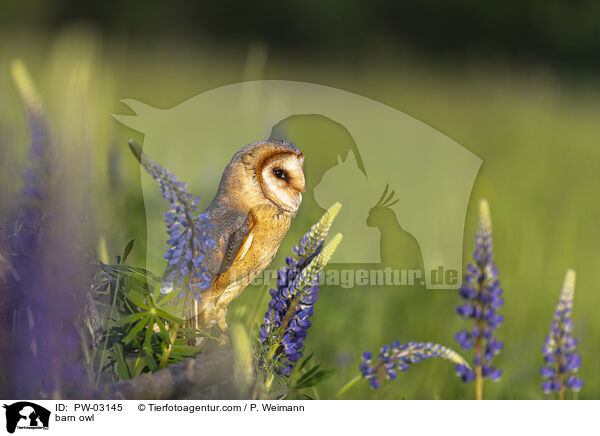 Schleiereule / barn owl / PW-03145