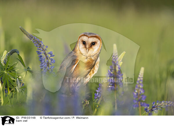 Schleiereule / barn owl / PW-03148