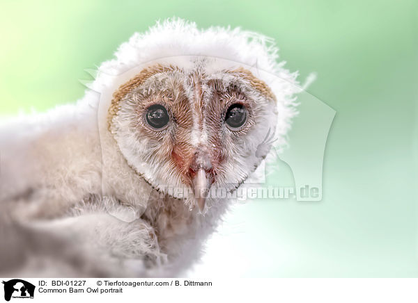 Common Barn Owl portrait / BDI-01227