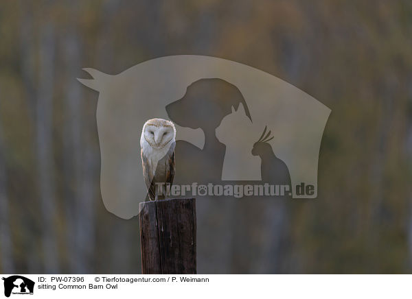 sitting Common Barn Owl / PW-07396