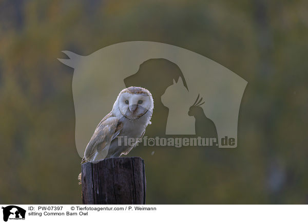 sitzende Schleiereule / sitting Common Barn Owl / PW-07397