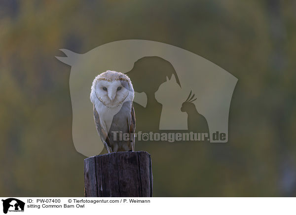 sitzende Schleiereule / sitting Common Barn Owl / PW-07400
