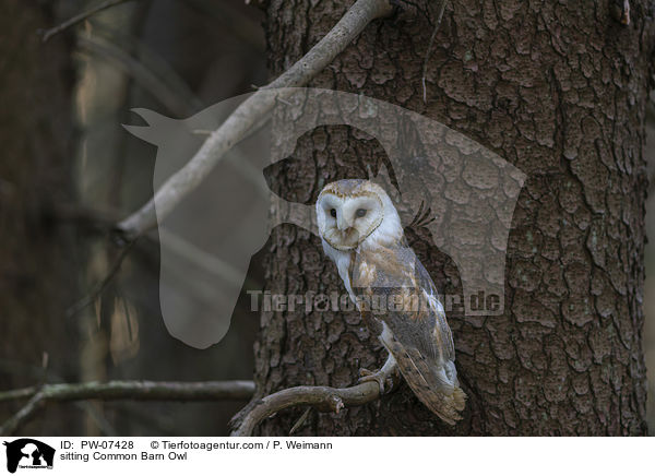 sitting Common Barn Owl / PW-07428