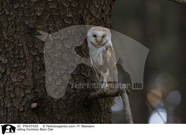 sitzende Schleiereule / sitting Common Barn Owl / PW-07429