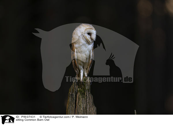 sitzende Schleiereule / sitting Common Barn Owl / PW-07431