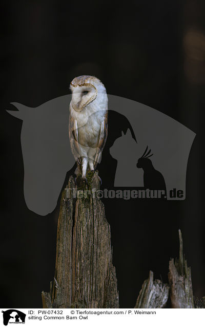 sitzende Schleiereule / sitting Common Barn Owl / PW-07432