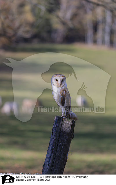 sitzende Schleiereule / sitting Common Barn Owl / PW-07438