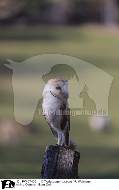 sitzende Schleiereule / sitting Common Barn Owl / PW-07439