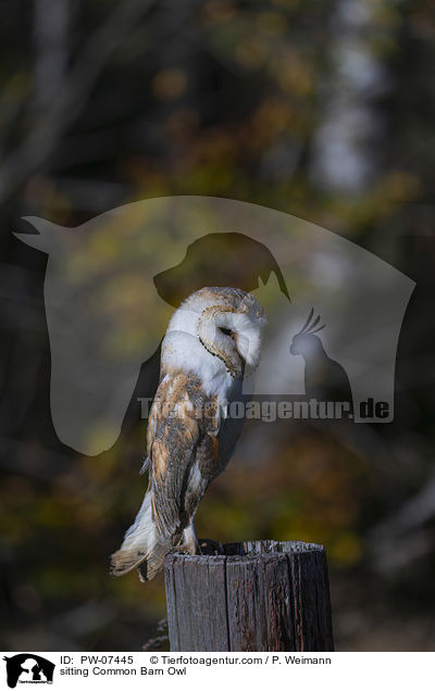 sitzende Schleiereule / sitting Common Barn Owl / PW-07445