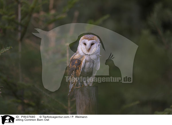 sitting Common Barn Owl / PW-07680