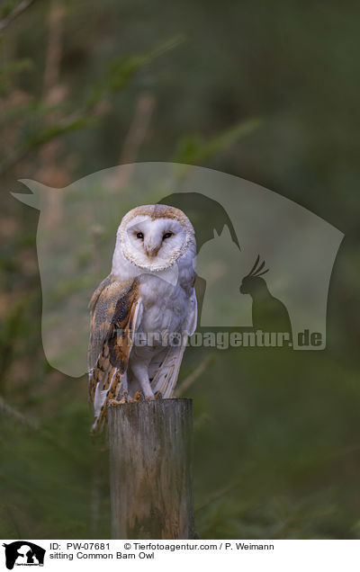 sitting Common Barn Owl / PW-07681