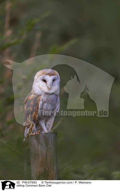 sitting Common Barn Owl / PW-07683