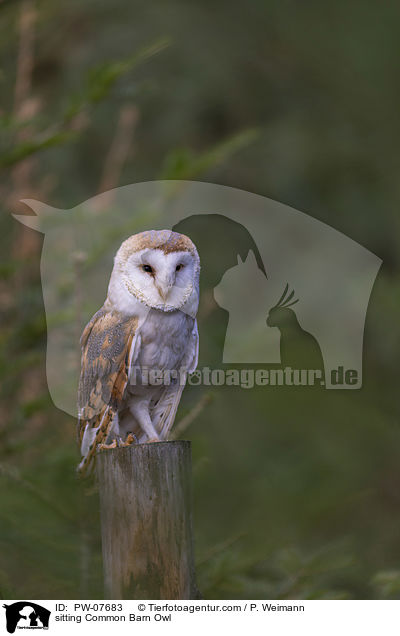 sitzende Schleiereule / sitting Common Barn Owl / PW-07683