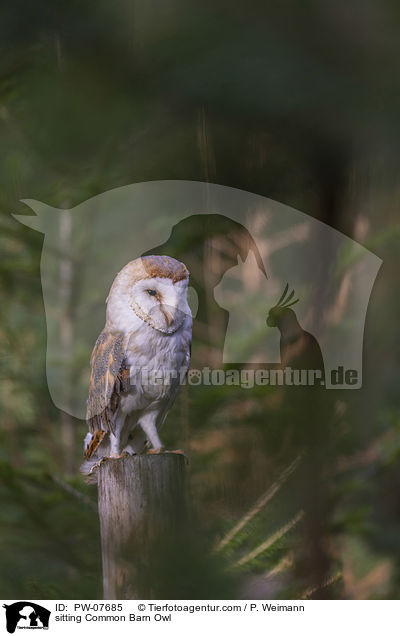 sitzende Schleiereule / sitting Common Barn Owl / PW-07685