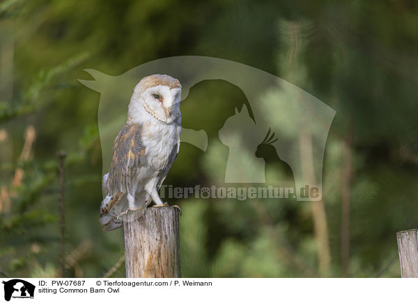 sitzende Schleiereule / sitting Common Barn Owl / PW-07687