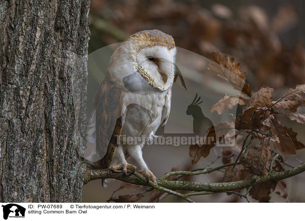 sitting Common Barn Owl / PW-07689