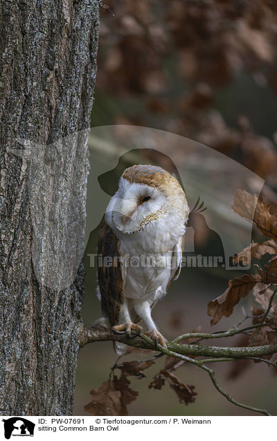 sitzende Schleiereule / sitting Common Barn Owl / PW-07691