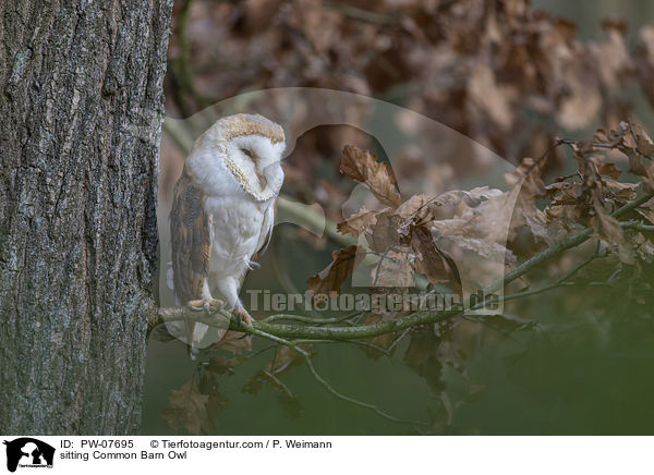 sitzende Schleiereule / sitting Common Barn Owl / PW-07695