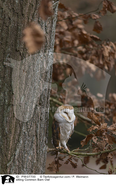 sitzende Schleiereule / sitting Common Barn Owl / PW-07700