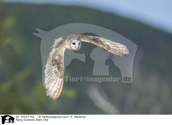fliegende Schleiereule / flying Common Barn Owl / FH-01152