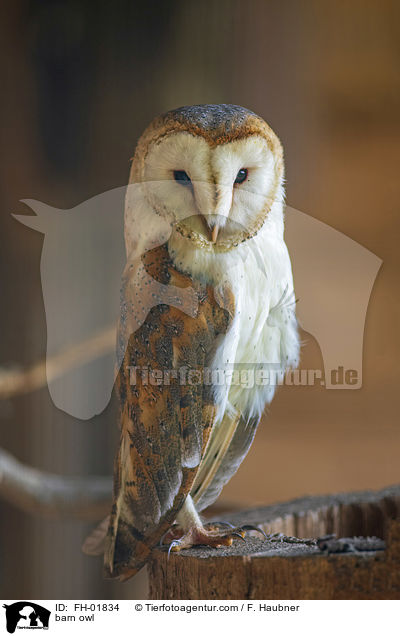 Schleiereule / barn owl / FH-01834
