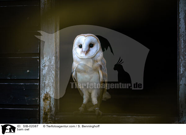 Schleiereule / barn owl / SIB-02087