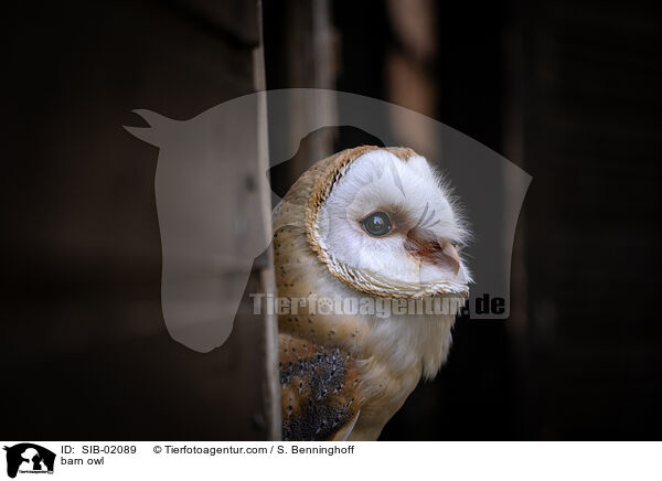 Schleiereule / barn owl / SIB-02089