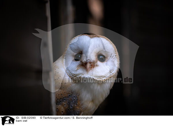 Schleiereule / barn owl / SIB-02090